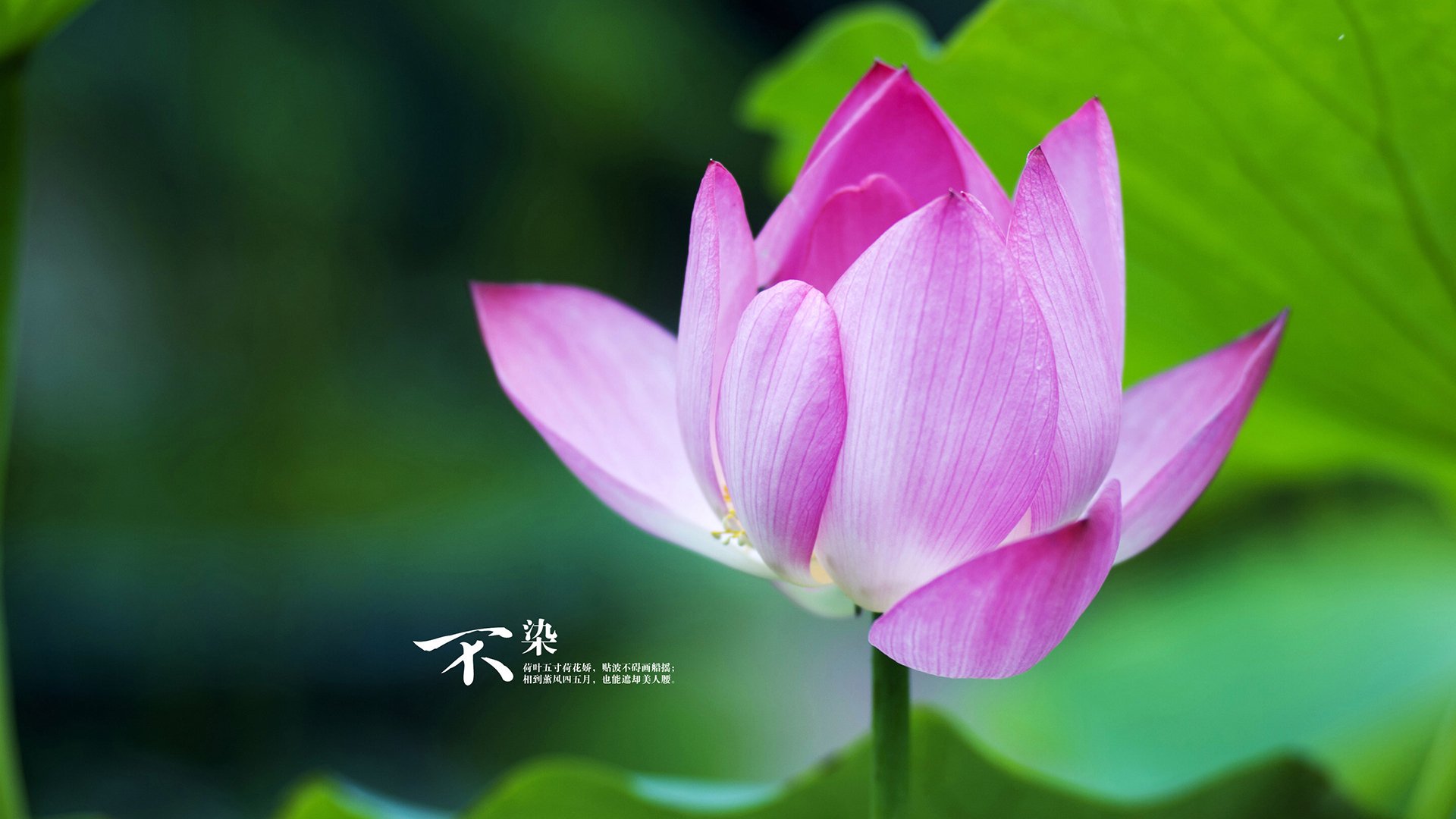 跨界共鸣，当电竞战场埃及力克AC米兰，梅西式稳定何以征服双界？