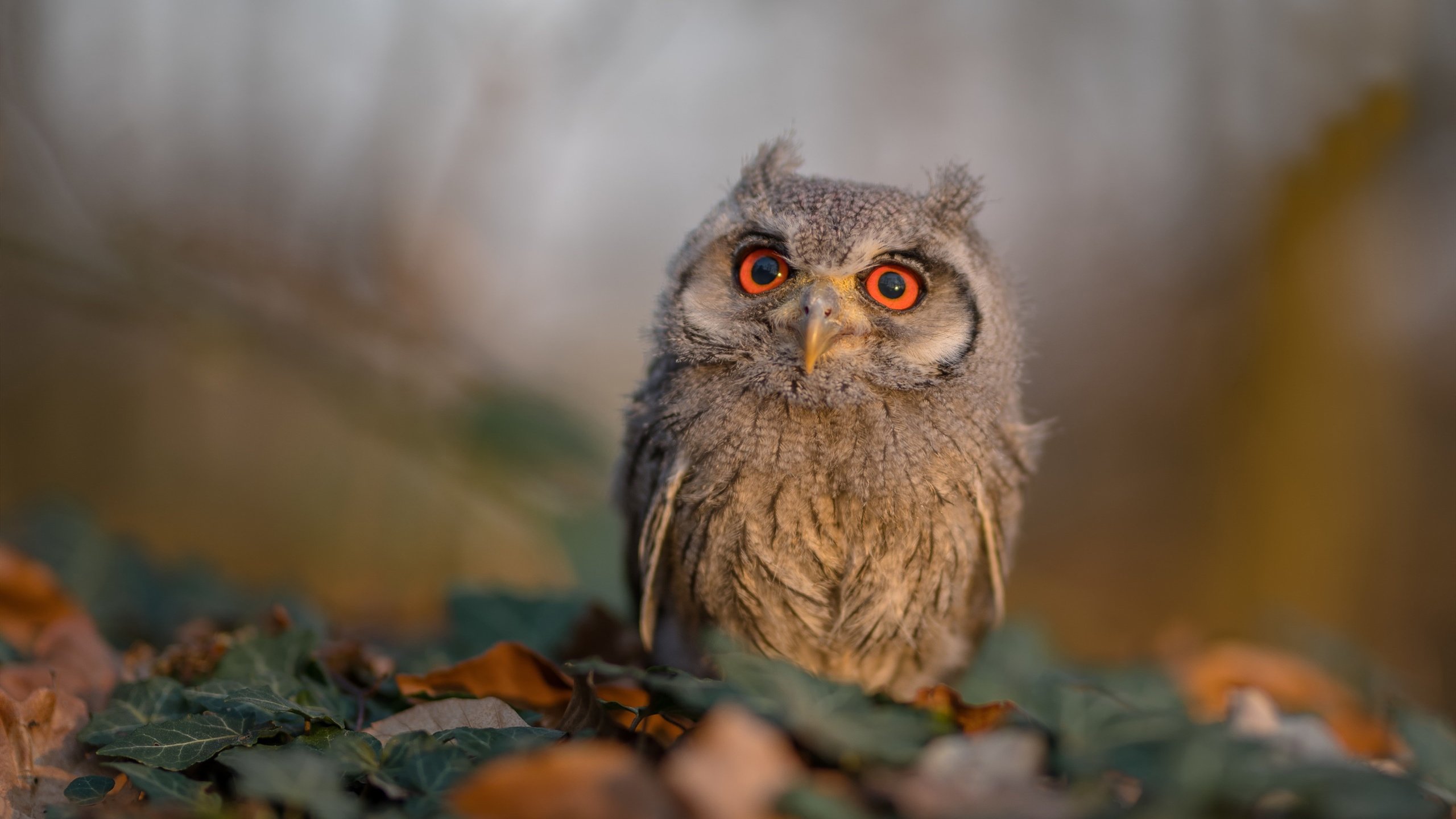 青春风暴压境，20岁格林存在感拉满，灰熊如何轻取冠军阵容勇士？