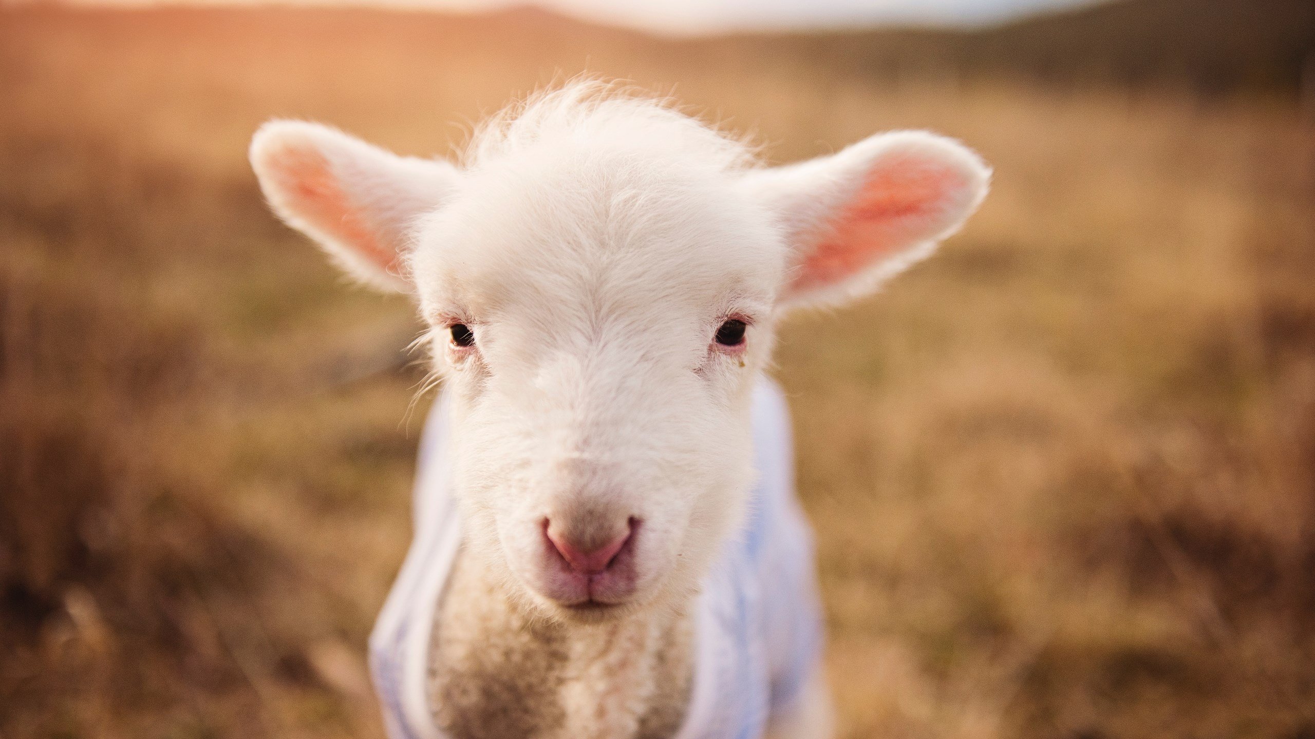 平台-枫叶风暴席卷绿茵！加拿大多点开花连击制胜，萨卡闪耀引领攻势狂潮